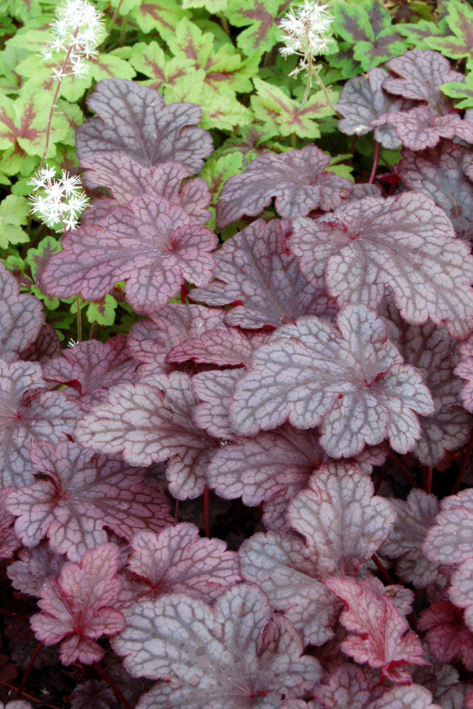 Heuchera_Plum_Pudding_3b.jpg