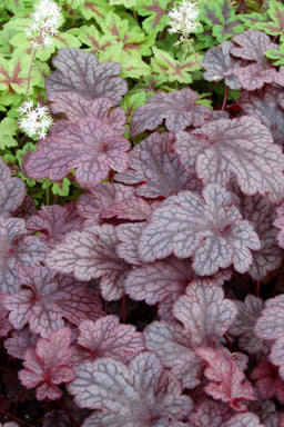 Heuchera_Plum_Pudding_3b.jpg
