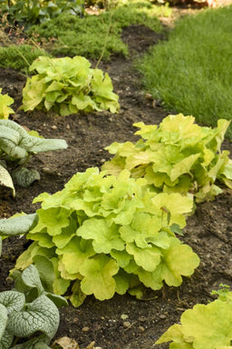 Heuchera Primo Pistachio Ambrosia Proven Winners.jpg