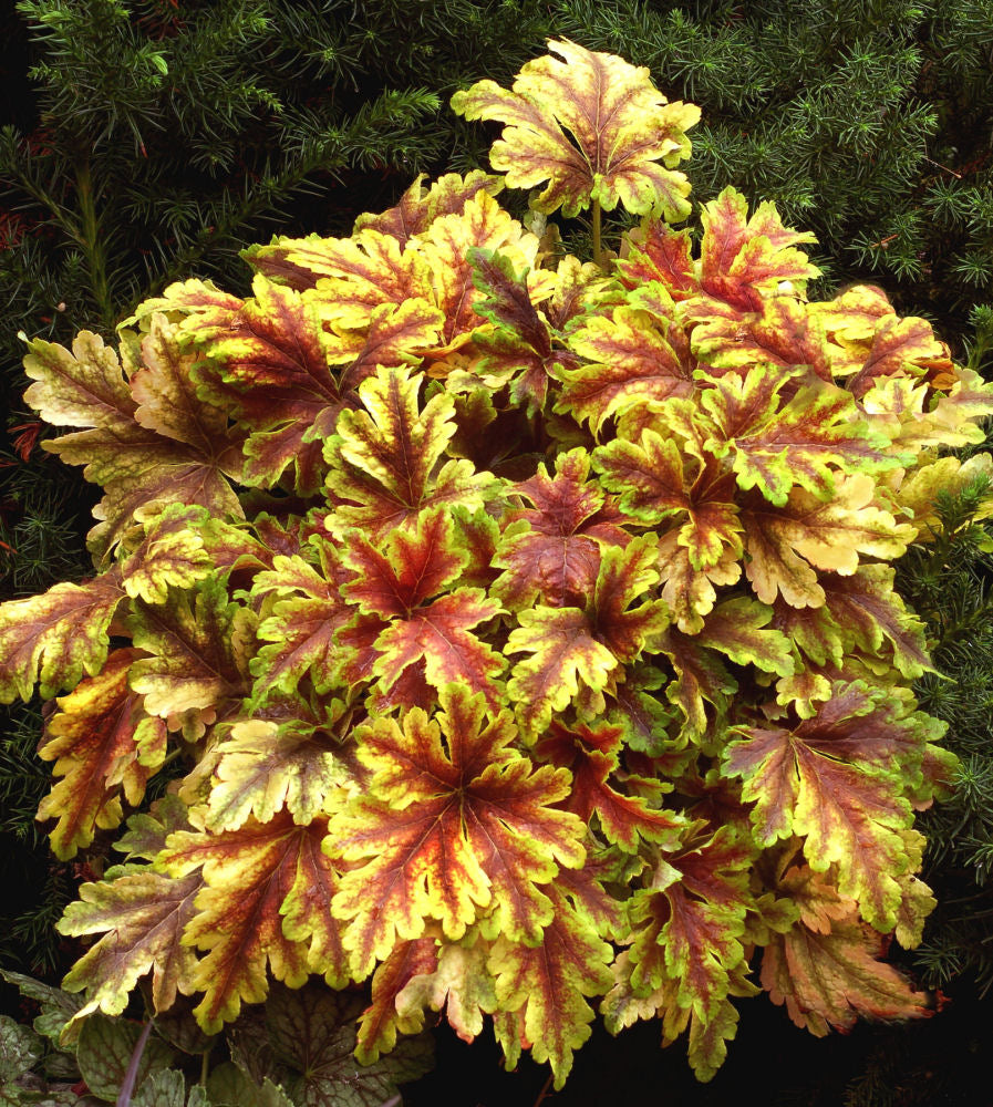 Heucherella_Gold_Zebra.jpg