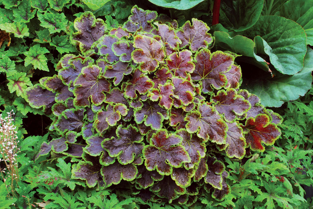 Heucherella_Solar_Eclipse.jpg