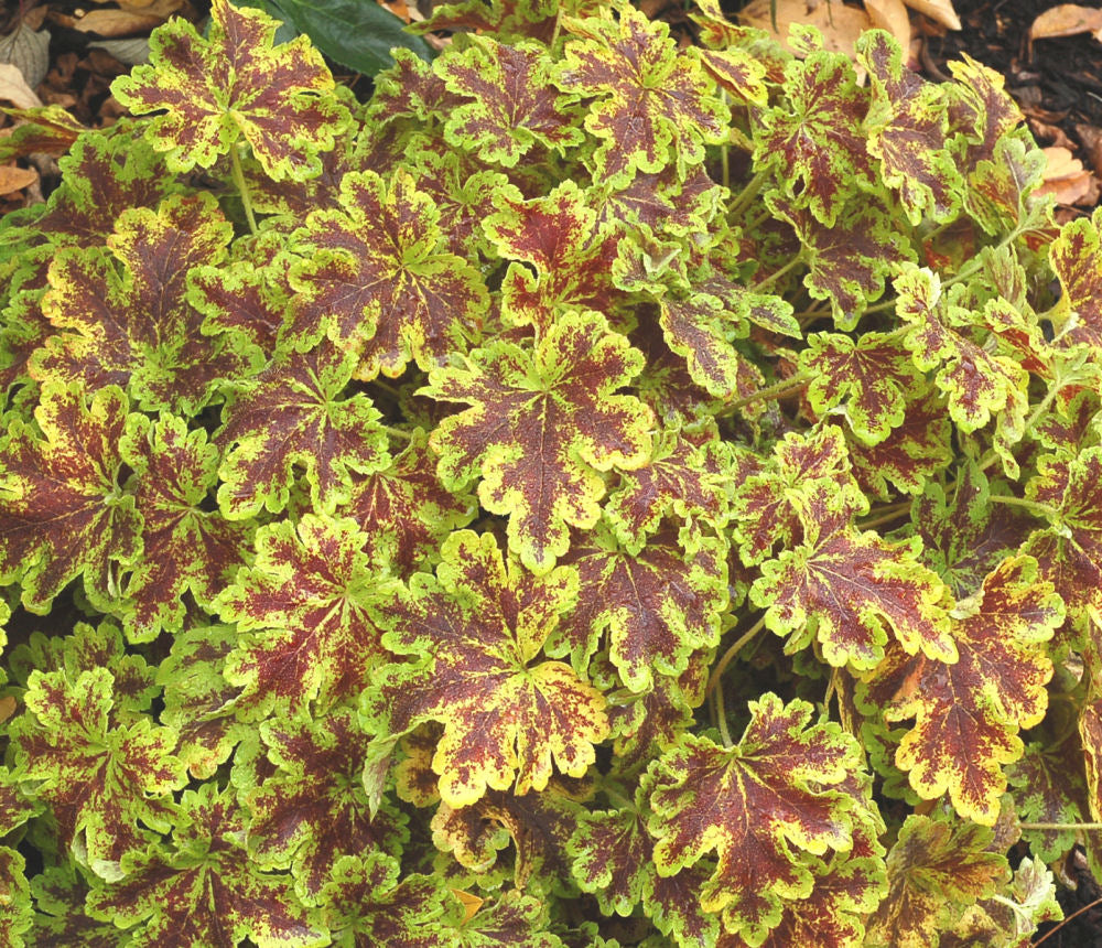Heucherella_Solar_Power.jpg