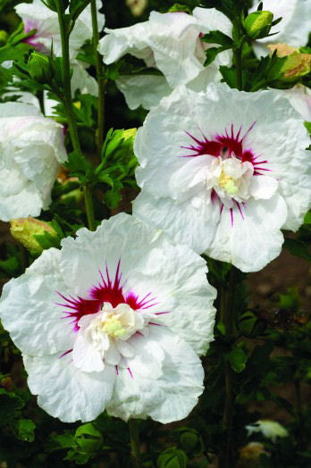 Hibiscus_Bali.jpg