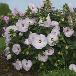 Hibiscus 'Ballet Slippers' PP29896 CPBRAF 0001 high res.jpg