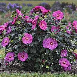 Hibiscus 'Berry Awesome' PP27936 CPBR5647 0003 high res.jpg