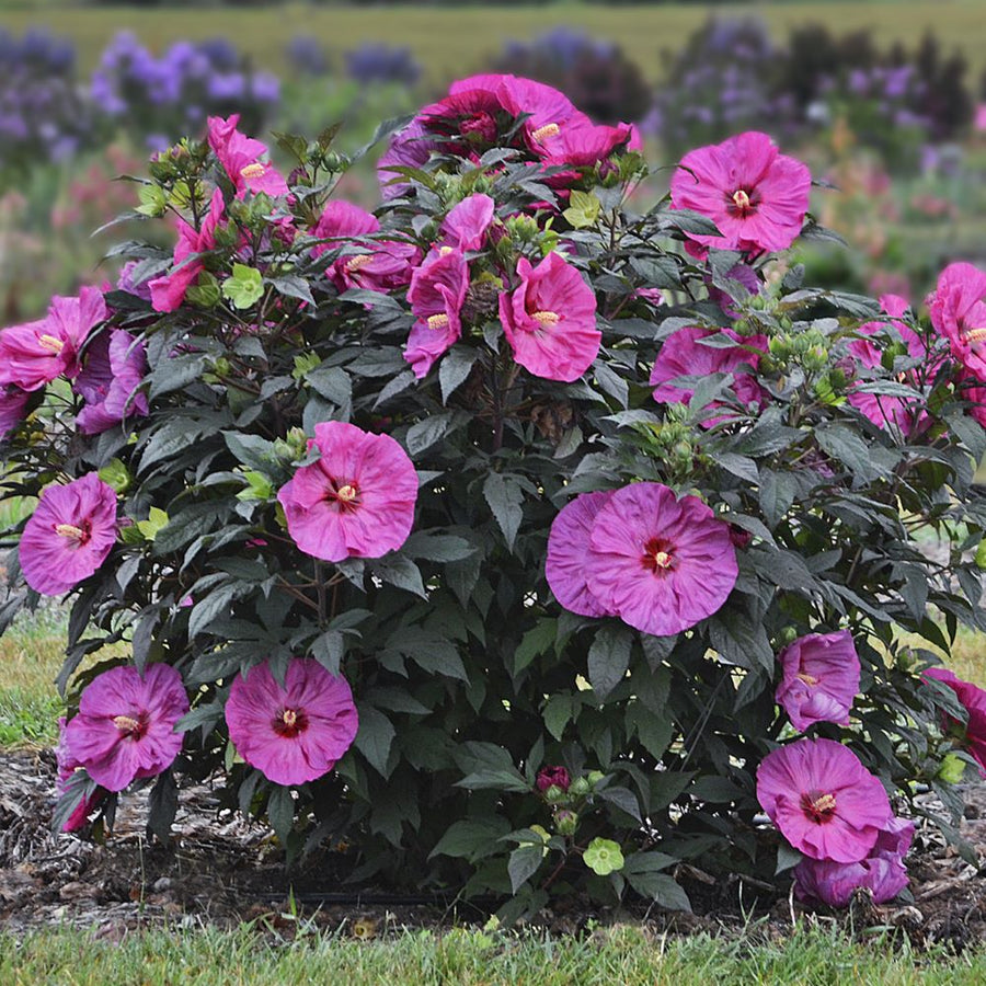 Hibiscus 'Berry Awesome' PP27936 CPBR5647 0003 high res.jpg