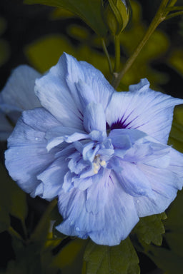 Hibiscus Blue CHiffon flwr.JPG