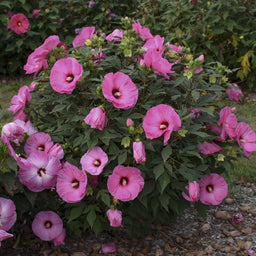 Hibiscus 'Candy Crush' PPAF CPBRAF 0000 high res (1).jpg