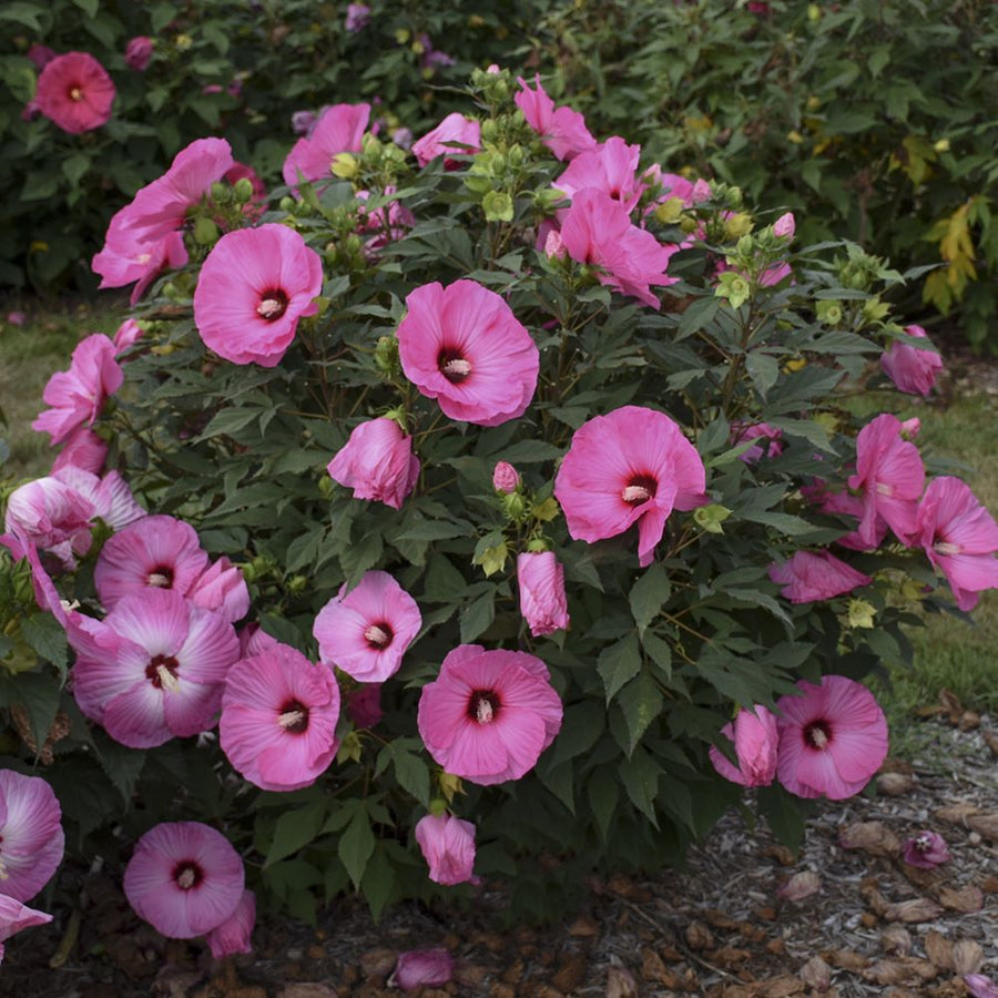 Hibiscus 'Candy Crush' PPAF CPBRAF 0000 high res (1).jpg