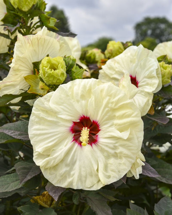 Hibiscus Coconut Cream_APJ25_CCPW.jpg
