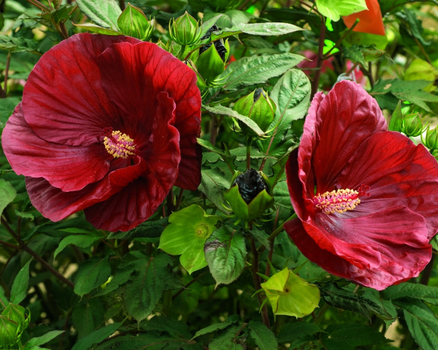 Hibiscus_CranberryCrush.jpg