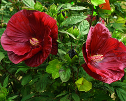 Hibiscus_CranberryCrush.jpg