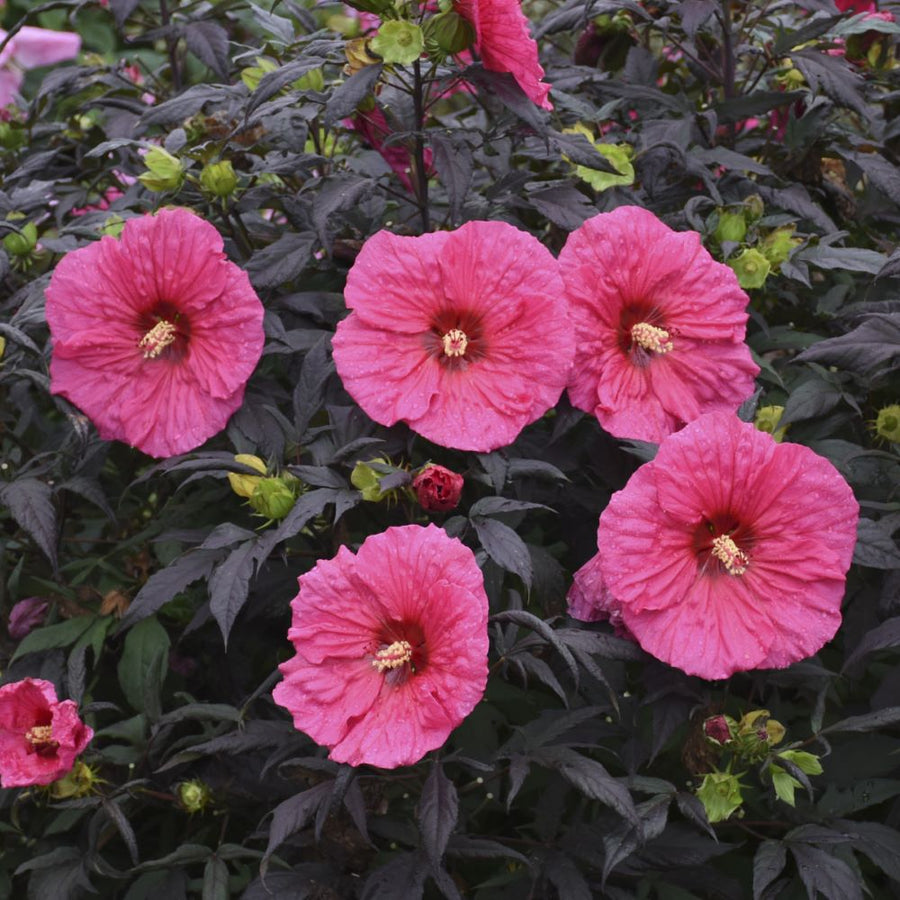 Hibiscus 'Evening Rose' PPAF CPBRAF 0000 high res (1).jpg