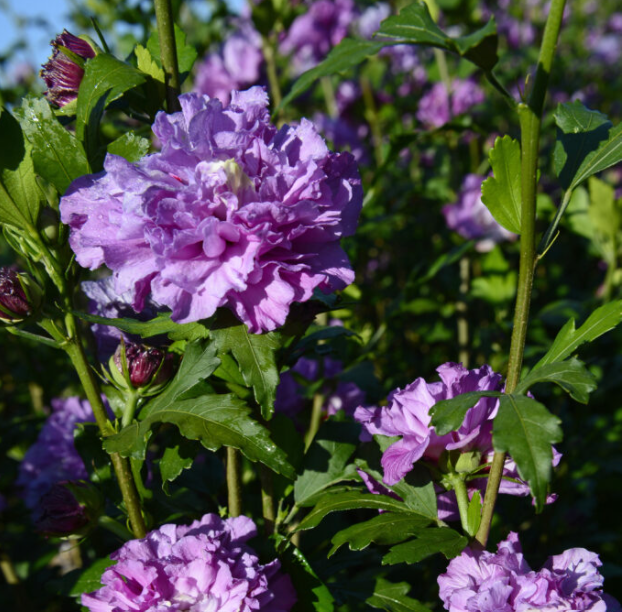 Hibiscus_French_Cabernet_.png
