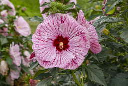 Hibiscus Glitter Bomb_APJ25_ccPW2.jpg