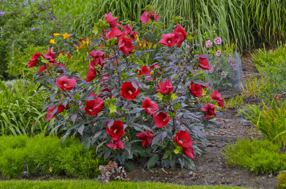 Hibiscus Midnight Marvel.jpg