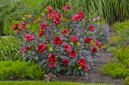 Hibiscus Midnight Marvel.jpg