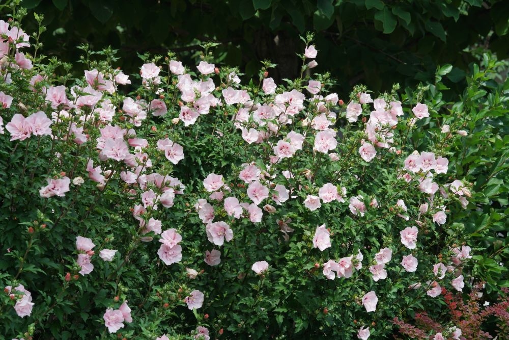 Hibiscus Pink Chiffon DSC08299.jpg