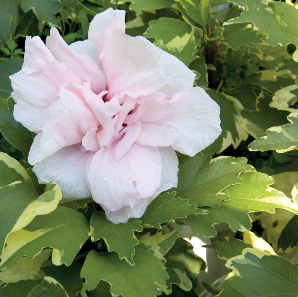 Hibiscus SugarTip.jpg