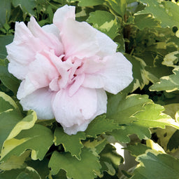 Hibiscus SugarTip.jpg