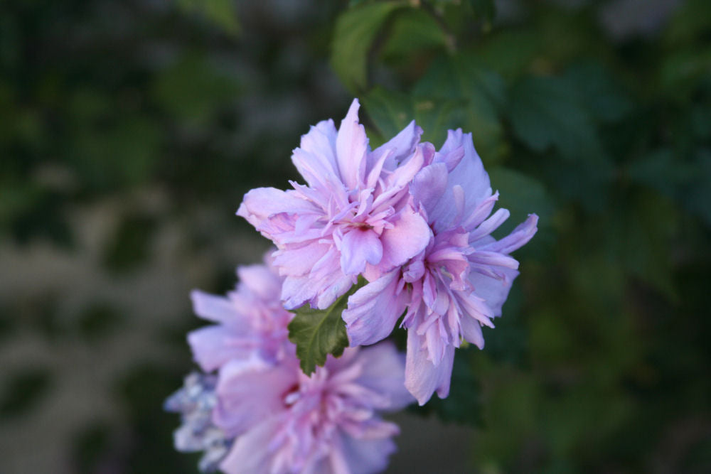 Hibiscus_Syriacus_Blushing_Bride.jpg