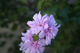 Hibiscus_Syriacus_Blushing_Bride.jpg