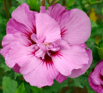 Hibiscus_Tahiti.jpg