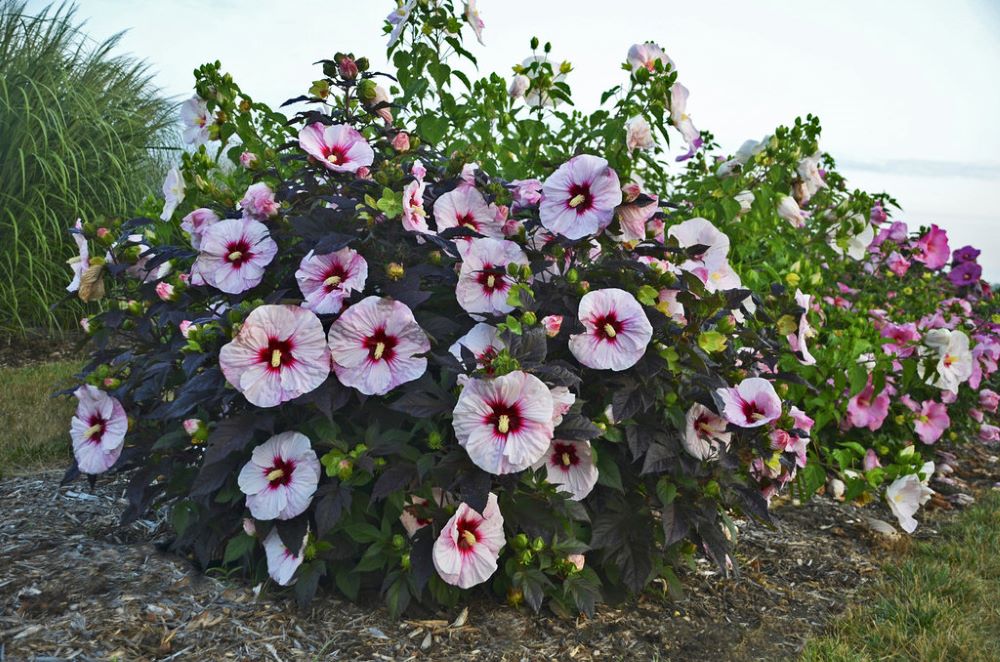 Hibiscus x Summerific Perfect Storm PW.jpg