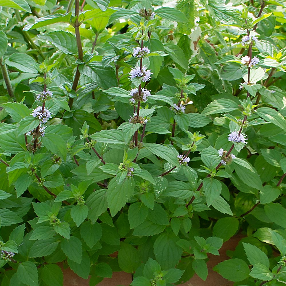 Hillarys_sweet_lemon_mint_04-06-2026.jpg