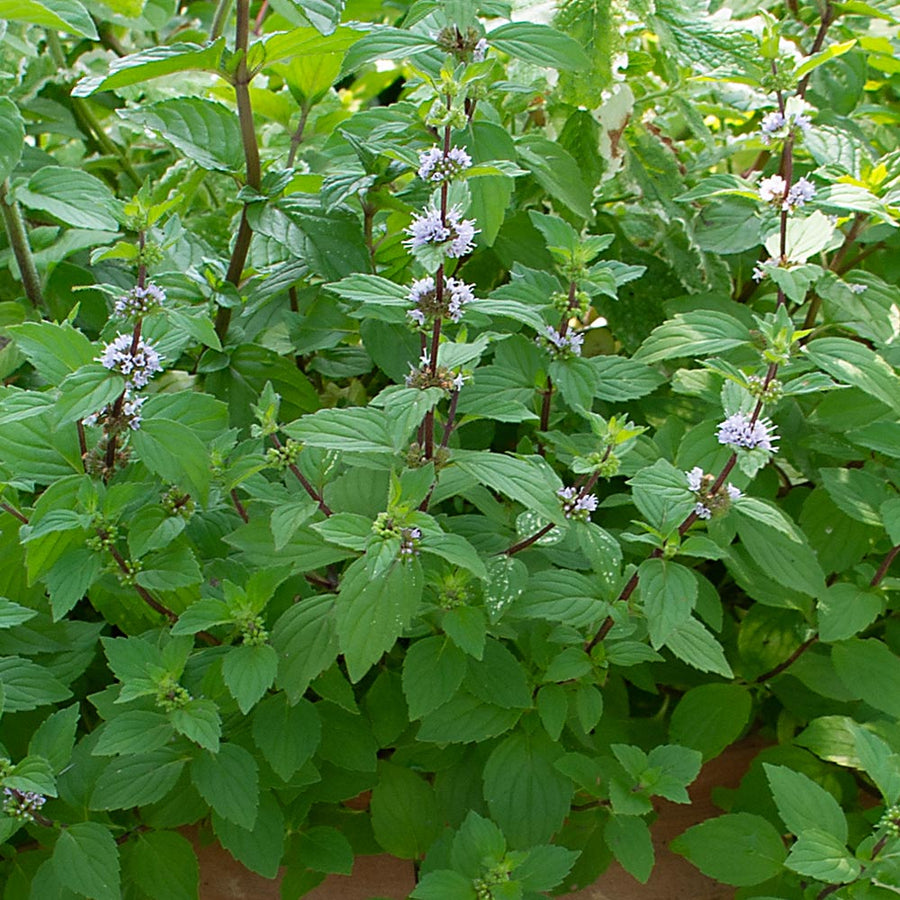 Hillarys_sweet_lemon_mint_04-06-2026.jpg