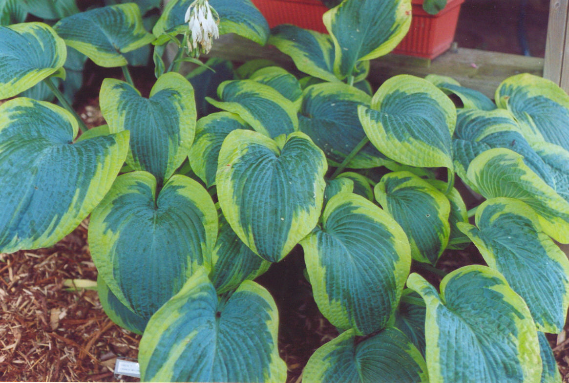 Hosta%20Frances%20Williams[1].jpg