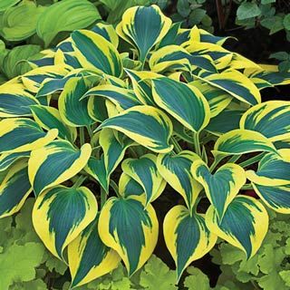 Hosta_Autumn_Frost.jpg