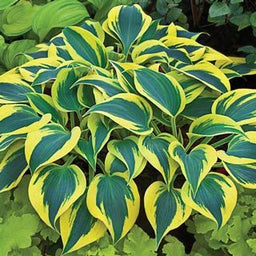 Hosta_Autumn_Frost.jpg