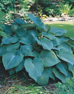 Hosta_Blue_Angel[1].jpg