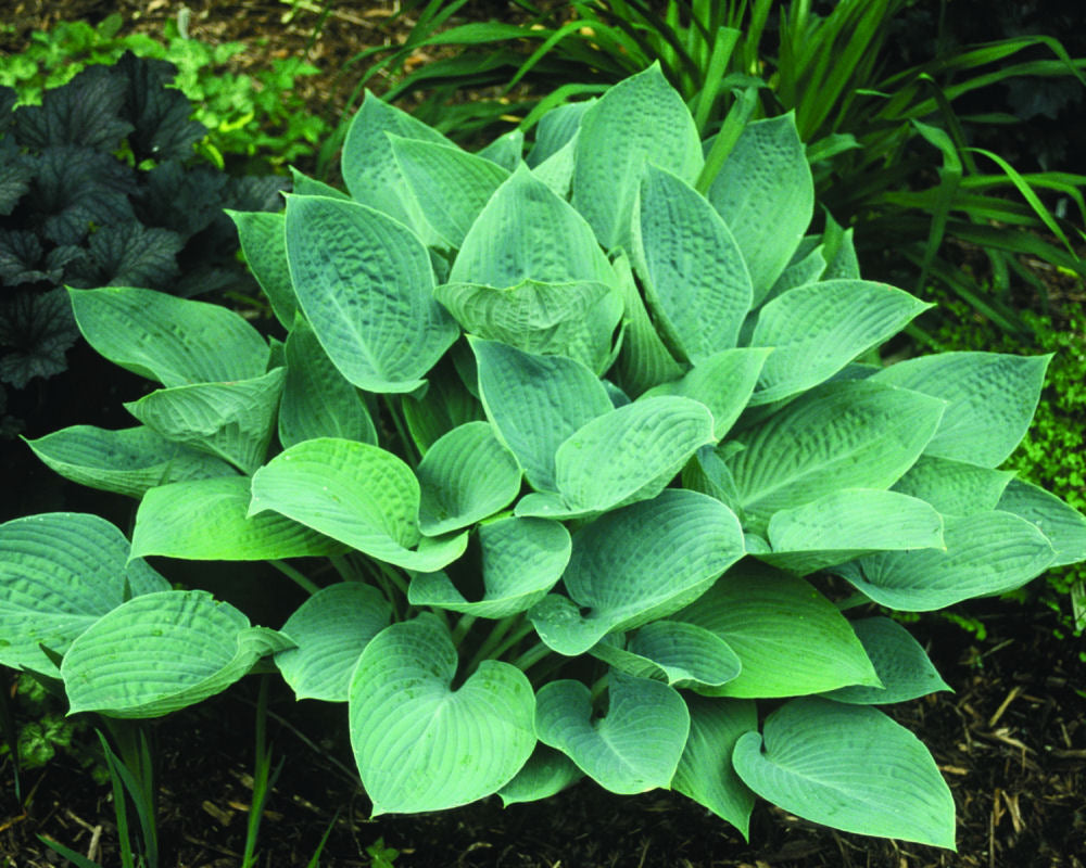 Hosta_Blue Hawaii.jpg