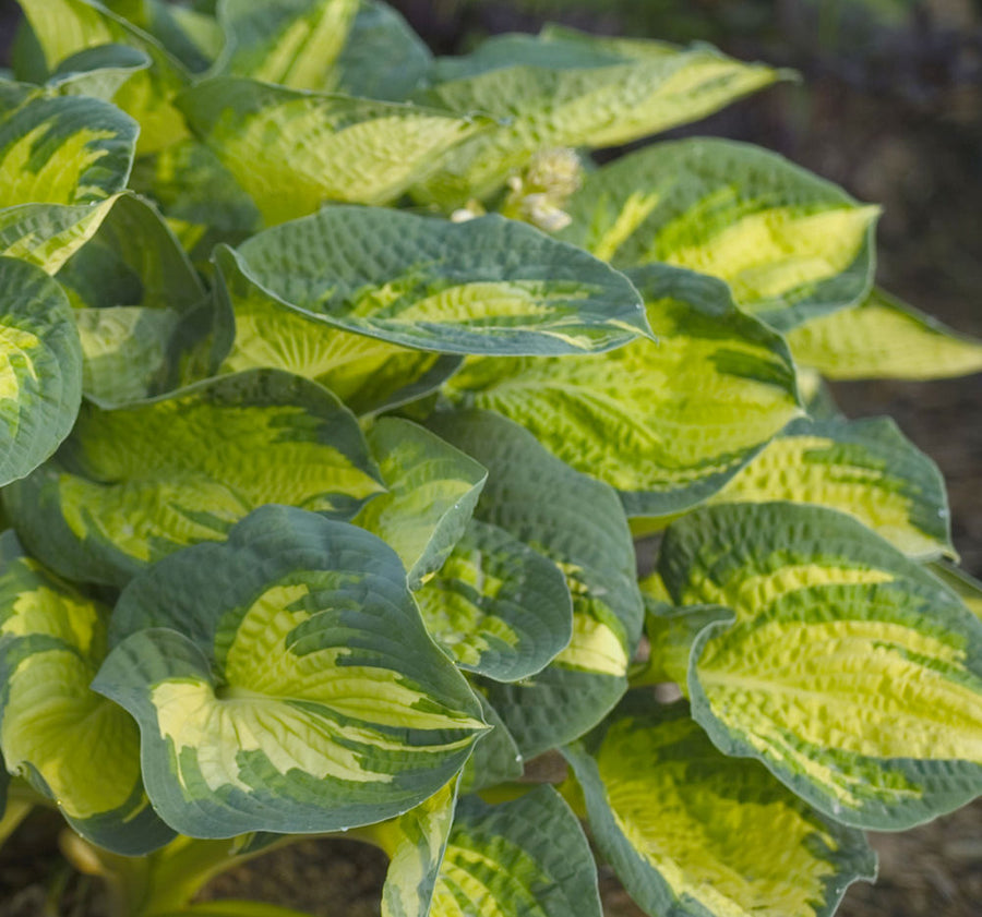 Hosta Great Expectations.jpg