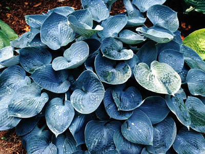 Hosta_Hadspen_Blue[1].jpg