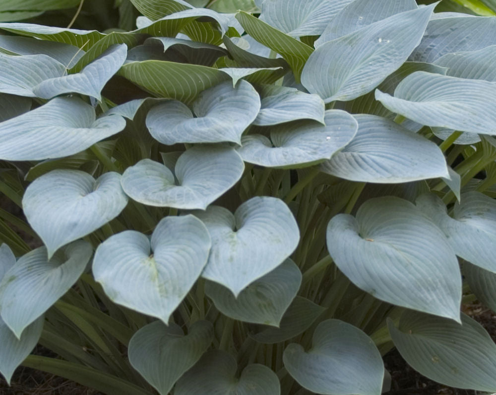 Hosta Halcyon.jpg