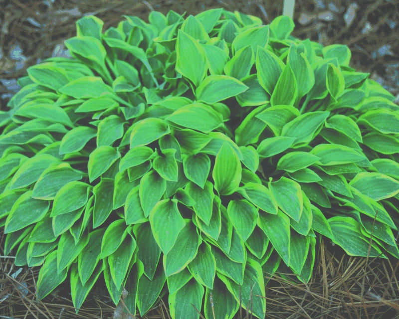 Hosta HushPuppies.jpg