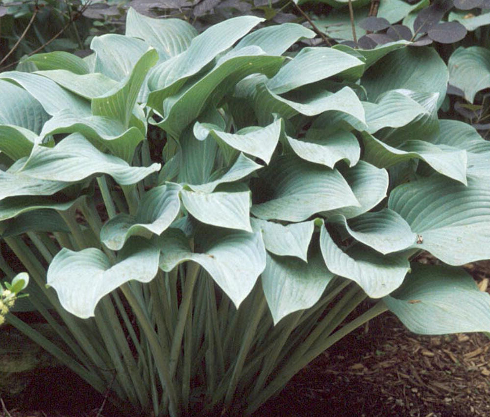 Hosta Krossa Regal.jpg