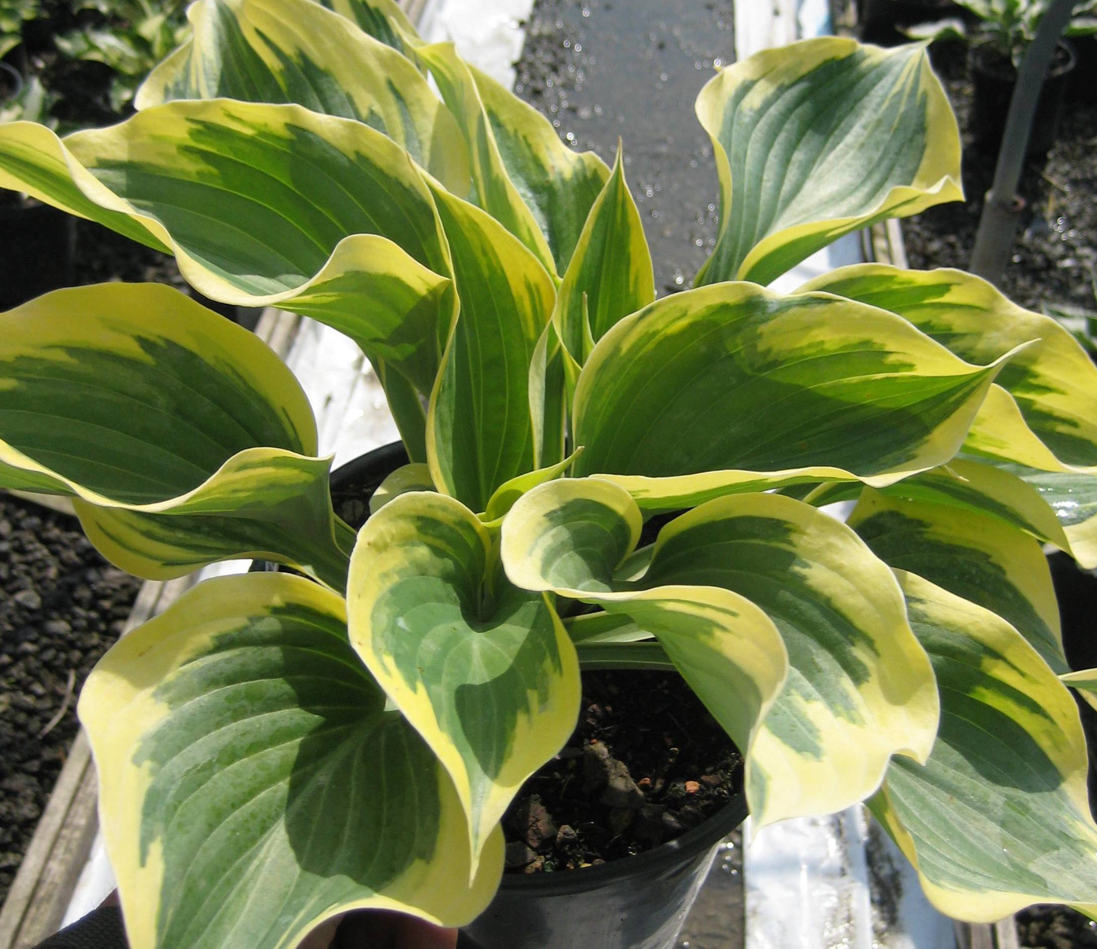Hosta Liberty 19 cm.jpg