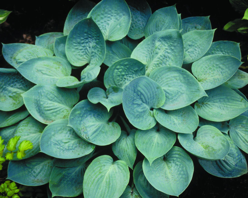 Hosta_Prairie Sky.jpg