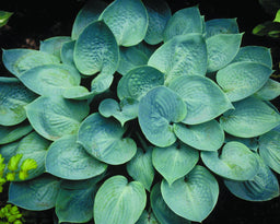 Hosta_Prairie Sky.jpg