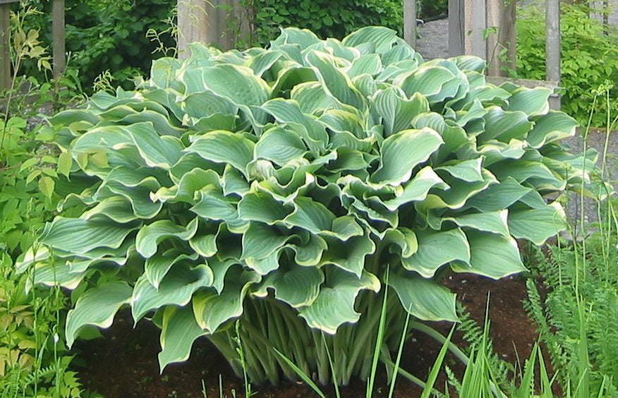 Hosta_Regal_Splendor[1].jpg