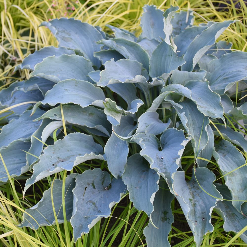 Hosta 'Tears in Heaven' PP33297 0000 high res-ccwg.jpg