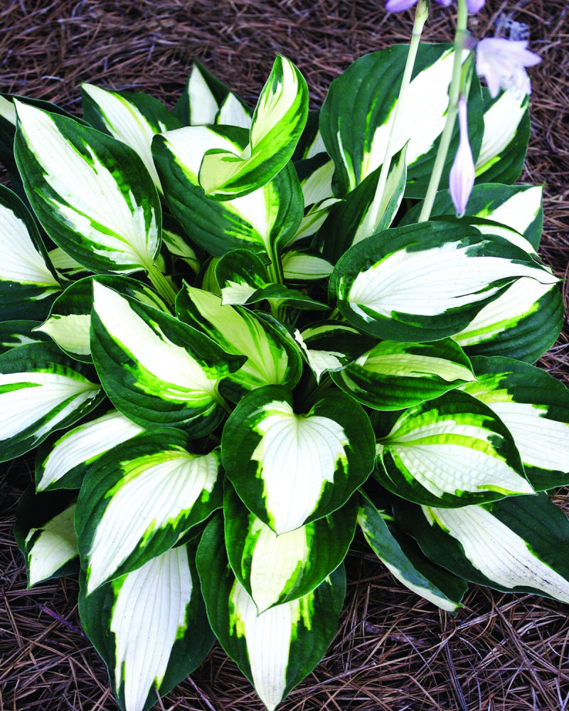 Hosta_Vulcan.jpg