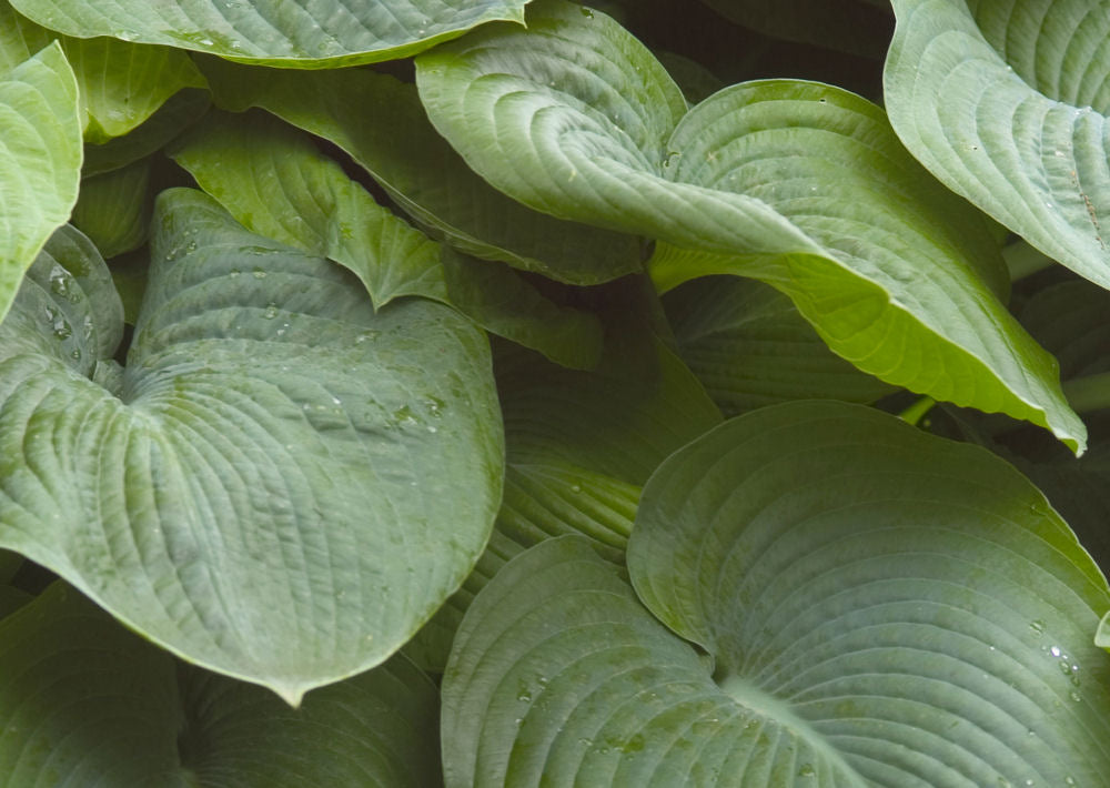 Hosta sieboldiana Elegans.jpg