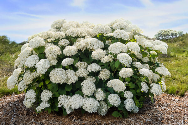 HydFlowerFull-060-14239-1-t-m.jpg