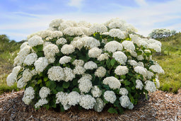 HydFlowerFull-060-14239-1-t-m.jpg