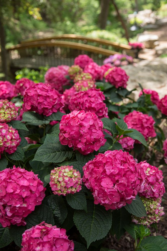Kelly's Corner Collection · Willoway Nurseries
